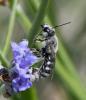 Lasioglossum albocinctum